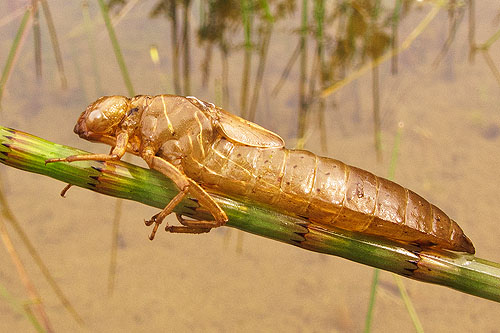 Hawker Dragonfly - Exuvia