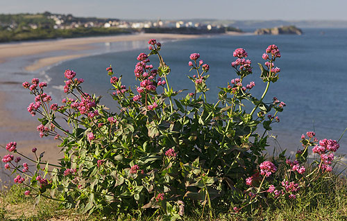 Red Valerian