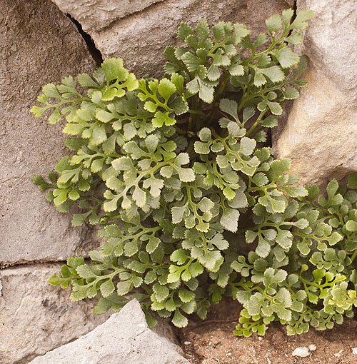 Wall-Rue Fern