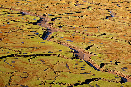 Salt Marsh