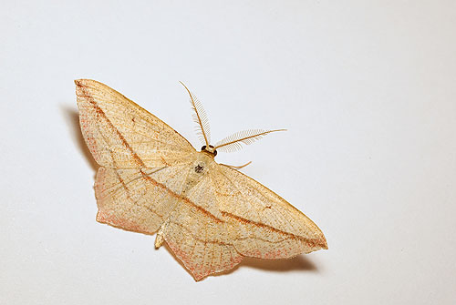 Blood Vein Moth