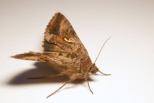 Silver Y Moth