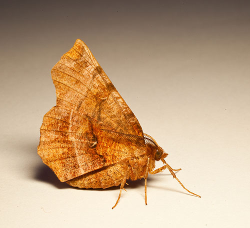 Early Thorn Moth