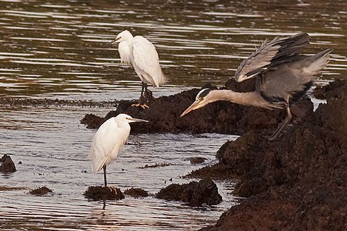 Little Egret