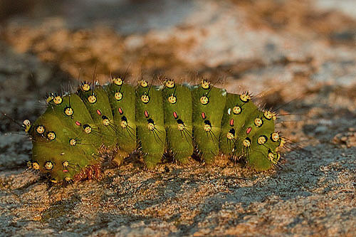 Caterpillar of the