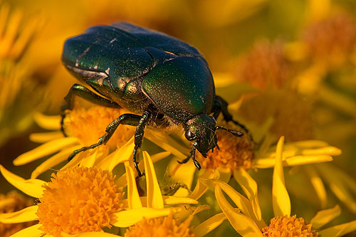 Rose Chafer