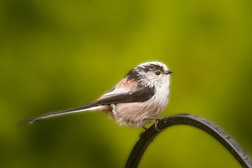Long -Tailed Tit