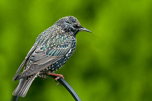 Starling