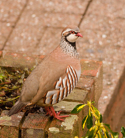 Red-legged Partridge