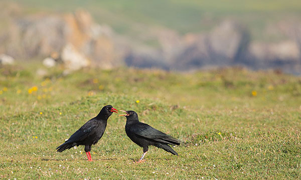 Choughs