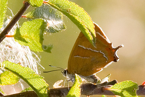 Brown Hairstreak Butterfly