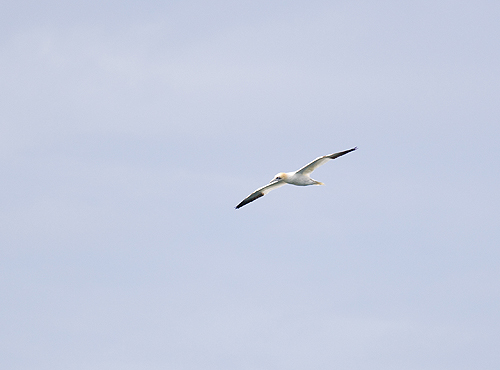Gannet