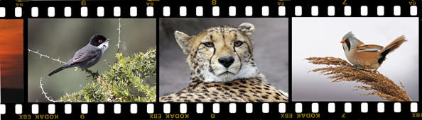 Side Filmstrip 1 Home page