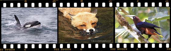 Side Filmstrip 3 Home page