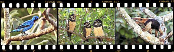 Side Filmstrip 4 Home page