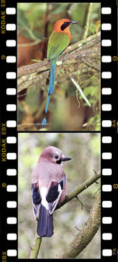 Side Filmstrip 5 Vertical Home page