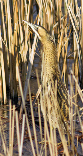 bittern