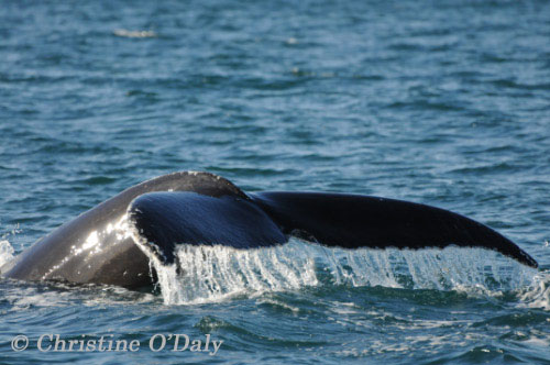 Hooky the Whale