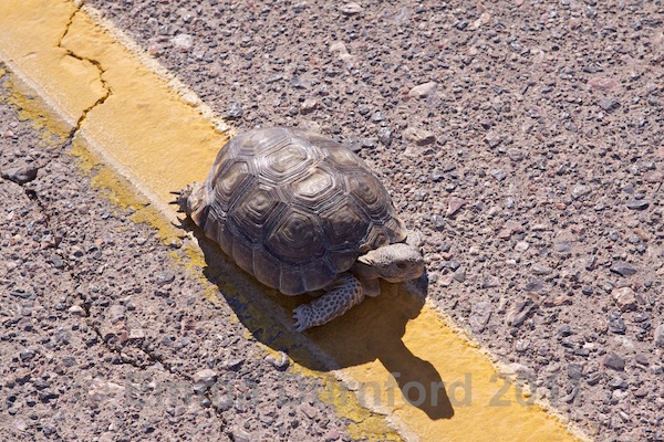 Desert Tortoise (Gopherus agassizii)