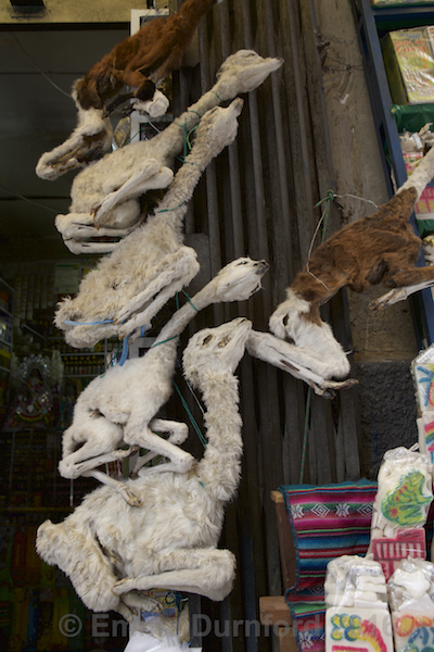 Dried Llamas
