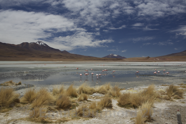 Salar de Chalviri
