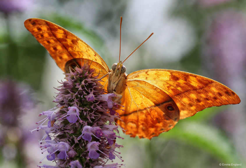Pearl Charaxes butterfly