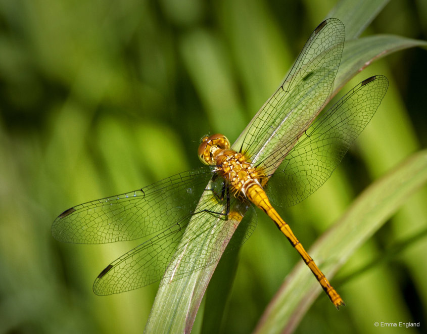 Meadowhawk