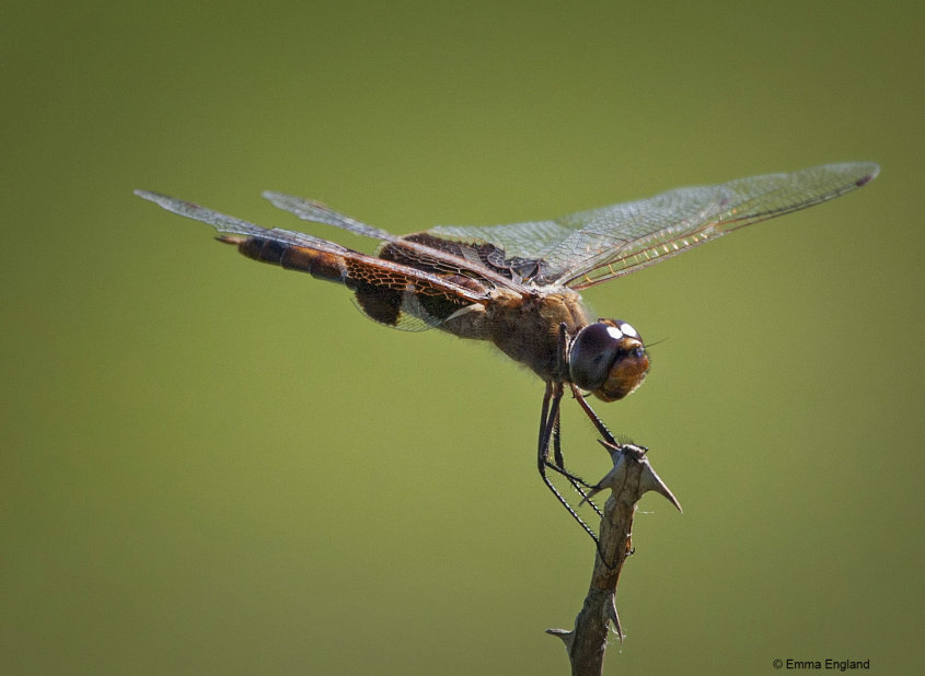 Female Carolina Saddlebags dragonfly