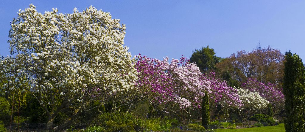 Sir Harold Hillier Gardens. Romsey, Hampshire, England.