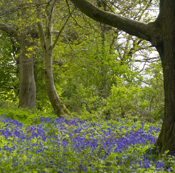 Wild Bluebell Wood at Chawton House ,Hampshire