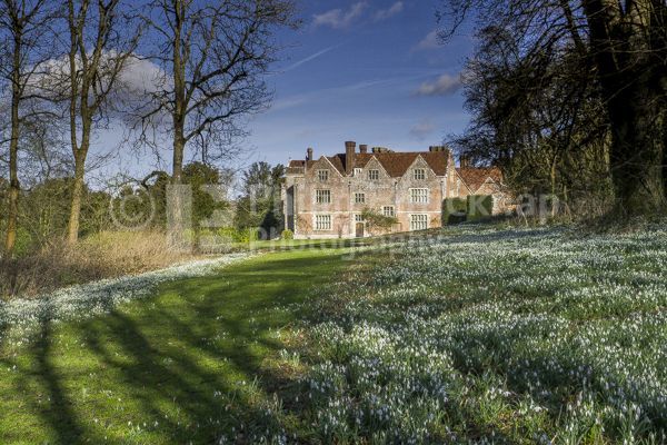 Snowdrops at Chawton House ,Hampshire