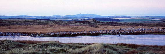 Geese at lochan, Forvie Moor