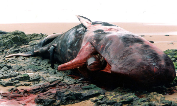 Dead sperm whale at Rockend