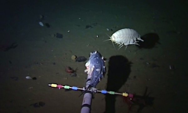 Life in the Mariana Trench. Snailfish sets depth record.