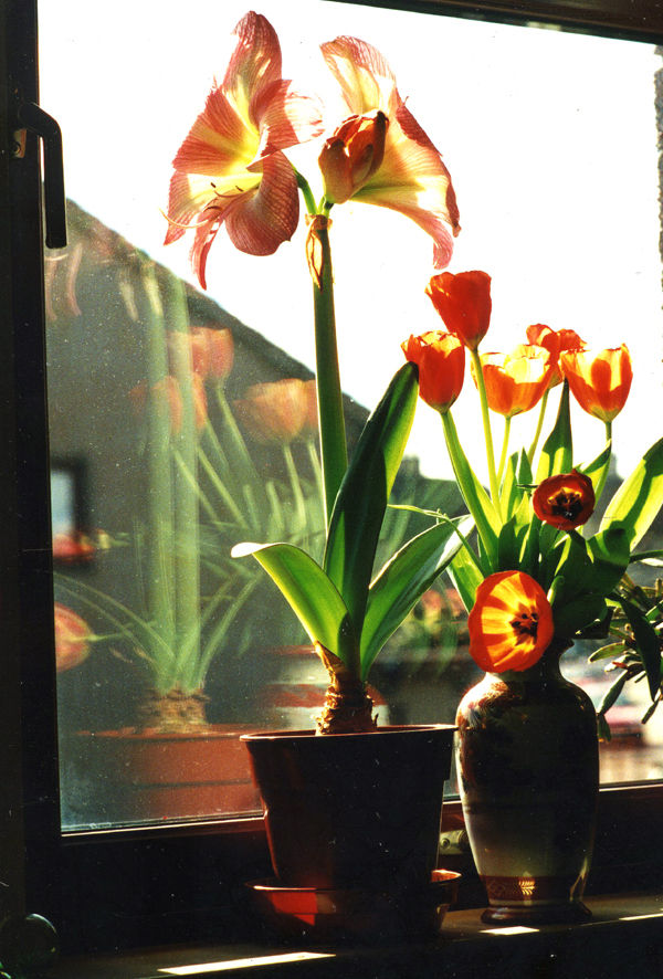 Amaryllis and tulips