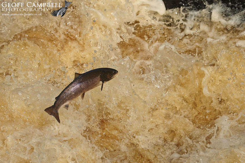Atlantic Salmon