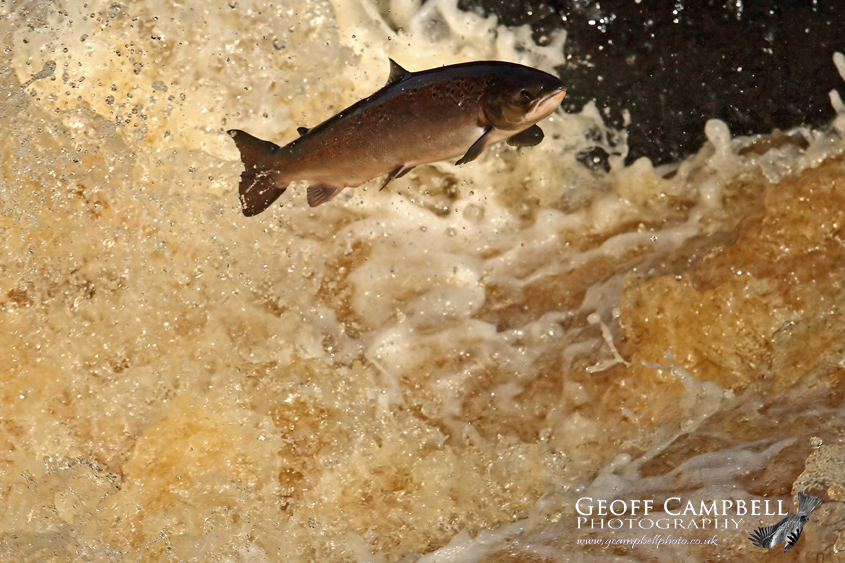 Atlantic Salmon