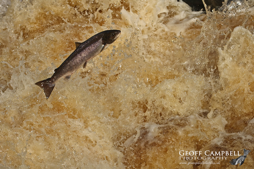 Atlantic Salmon on the River Bush