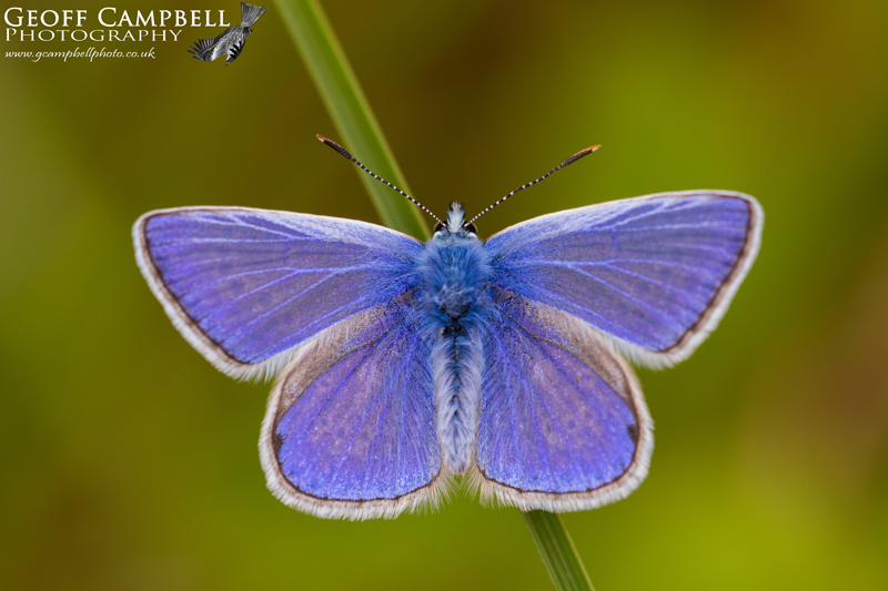 Common Blue