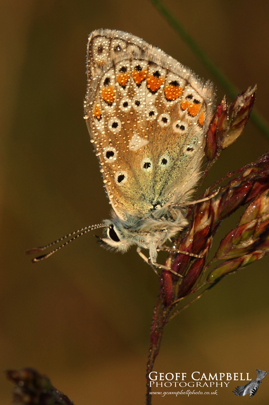 Common Blue