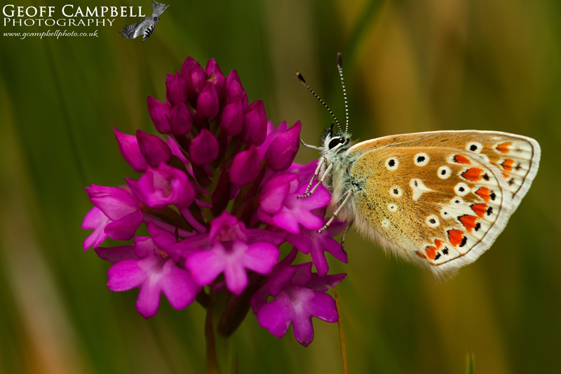 Common Blue - Underwing