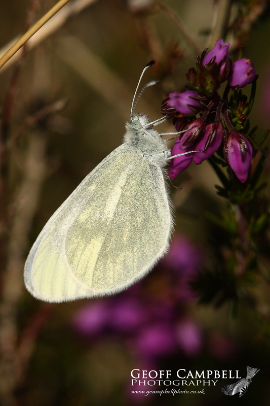 Cryptic Wood White