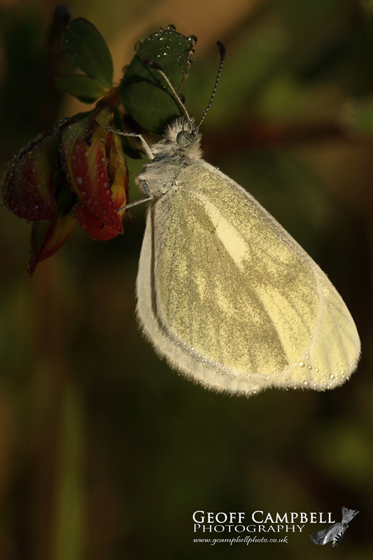 Cryptic Wood White