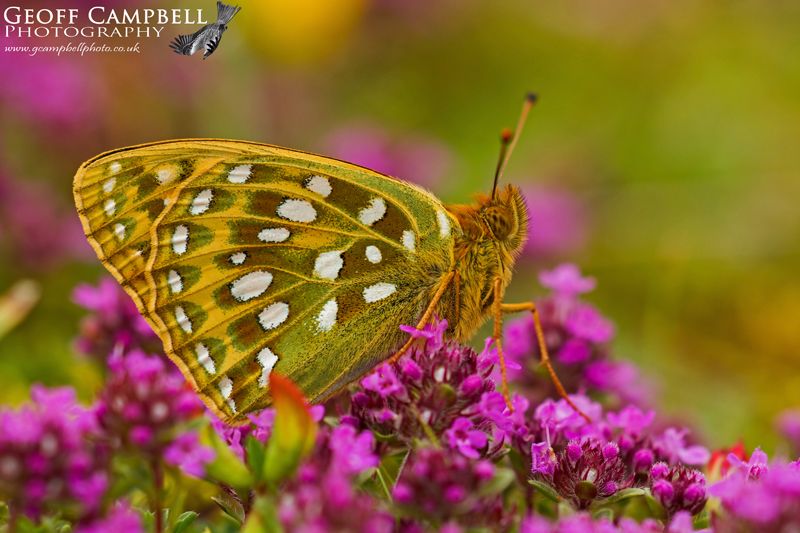 Dark Green Fritillary