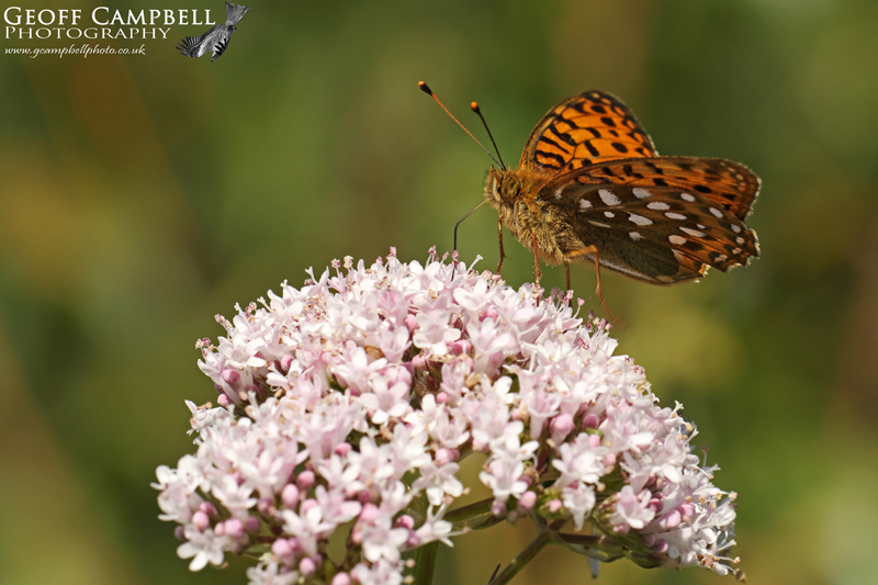 Dark Green Fritillary