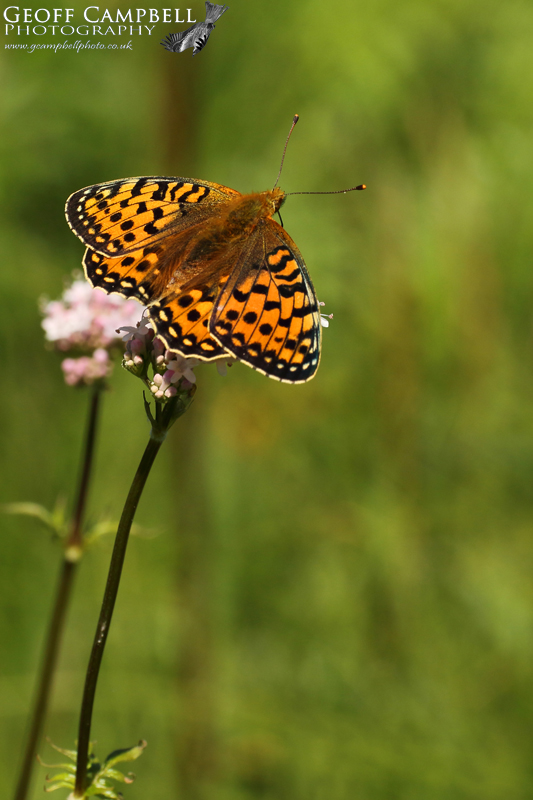 Dark Green Fritillary