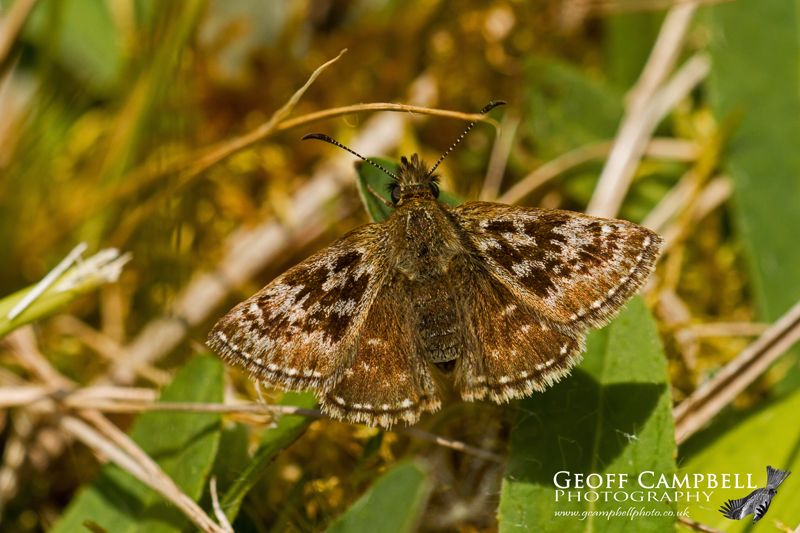 Dingy Skipper