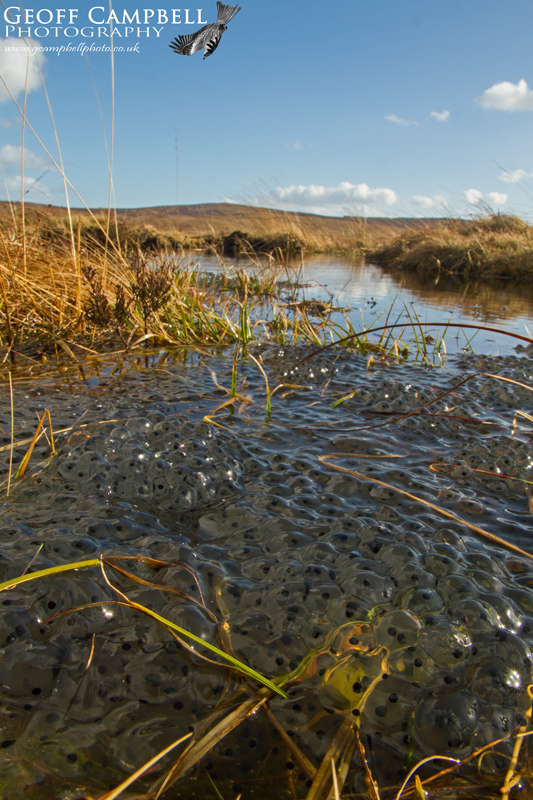 Frog spawn in an Upland Pool