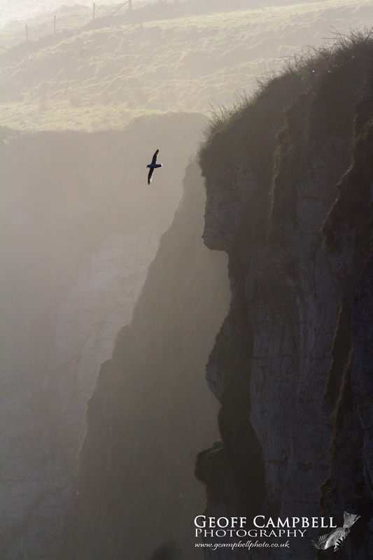 Fulmar on the North Antrim Cliffs