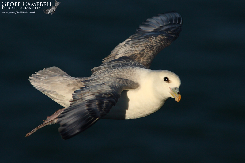 Fulmar Fly By
